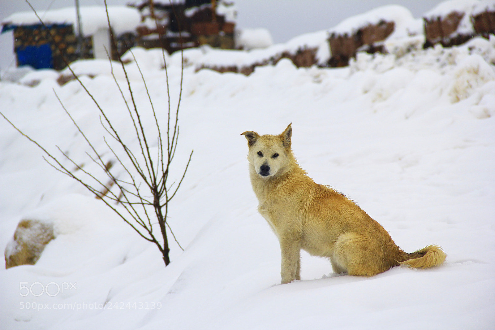 Canon EOS 60D sample photo. Wolf photography