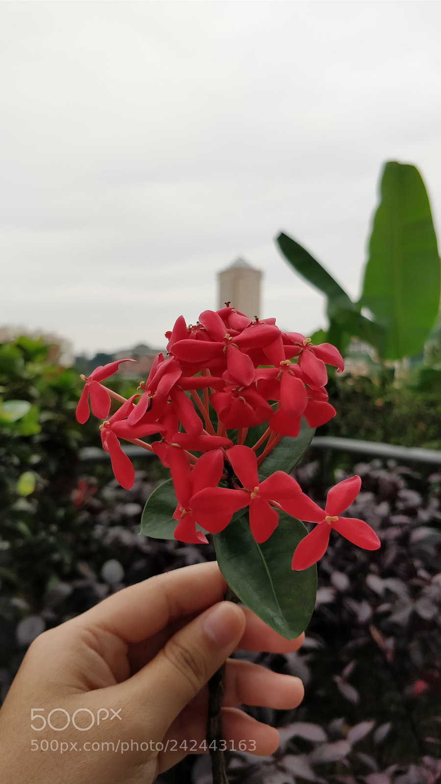 OnePlus 5 sample photo. ? photography
