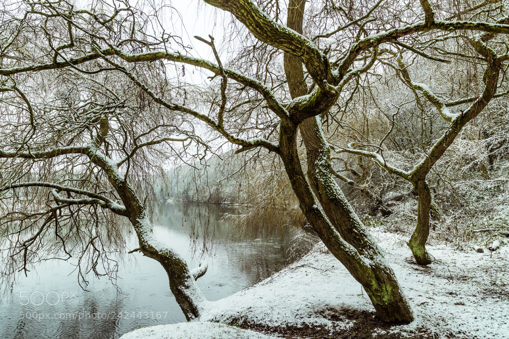 Nikon D810 sample photo. Winter willows photography
