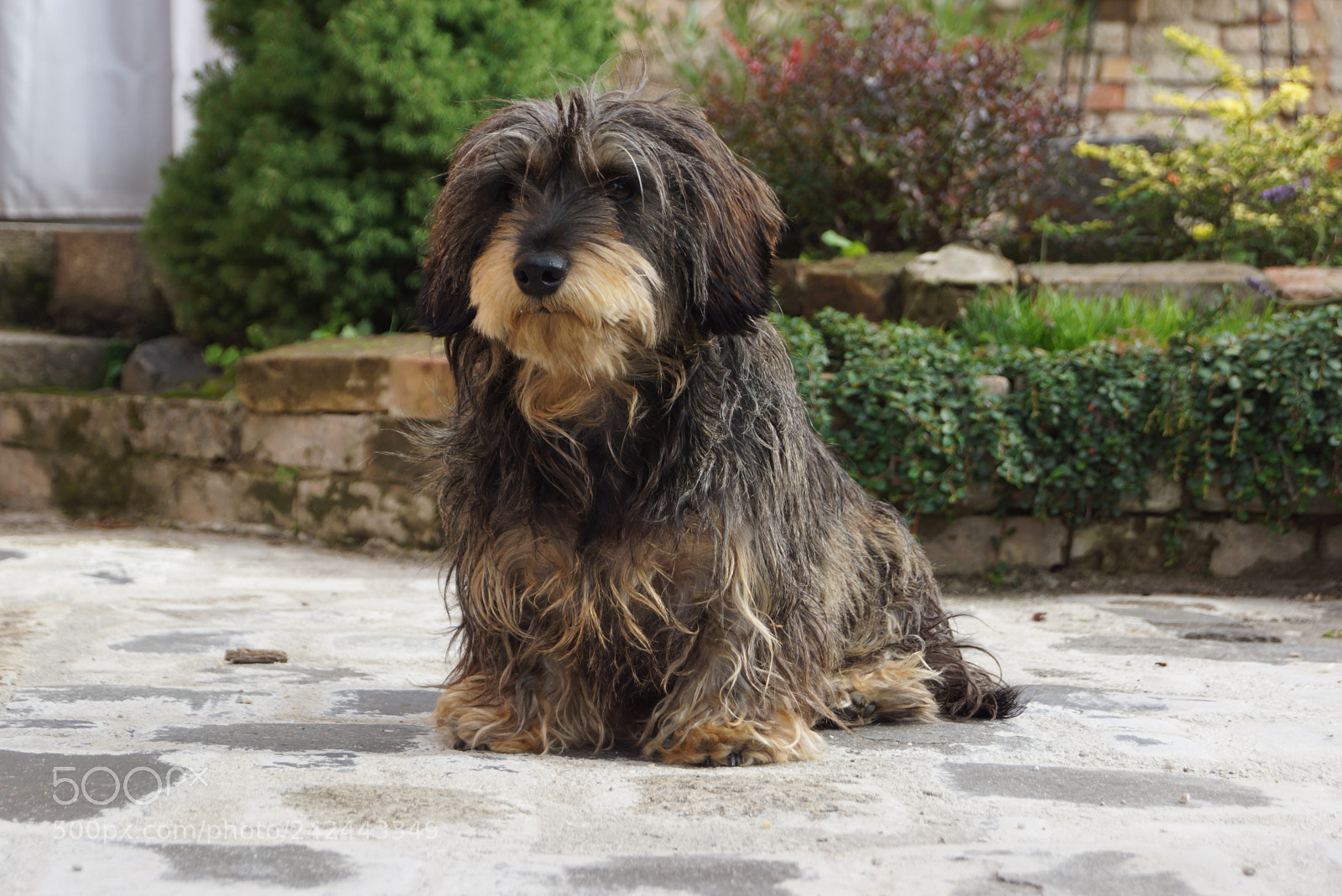 Sony SLT-A65 (SLT-A65V) sample photo. Dog photography