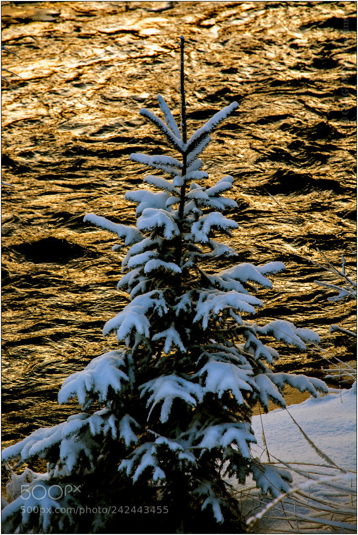 Nikon D7100 sample photo. Winter photography