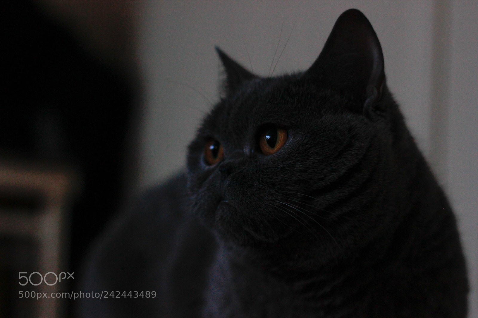 Canon EOS 550D (EOS Rebel T2i / EOS Kiss X4) sample photo. Beatrissa photography