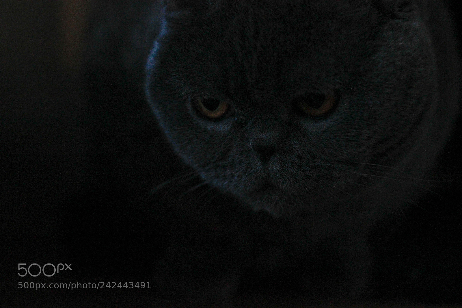 Canon EOS 550D (EOS Rebel T2i / EOS Kiss X4) sample photo. Beatrissa photography