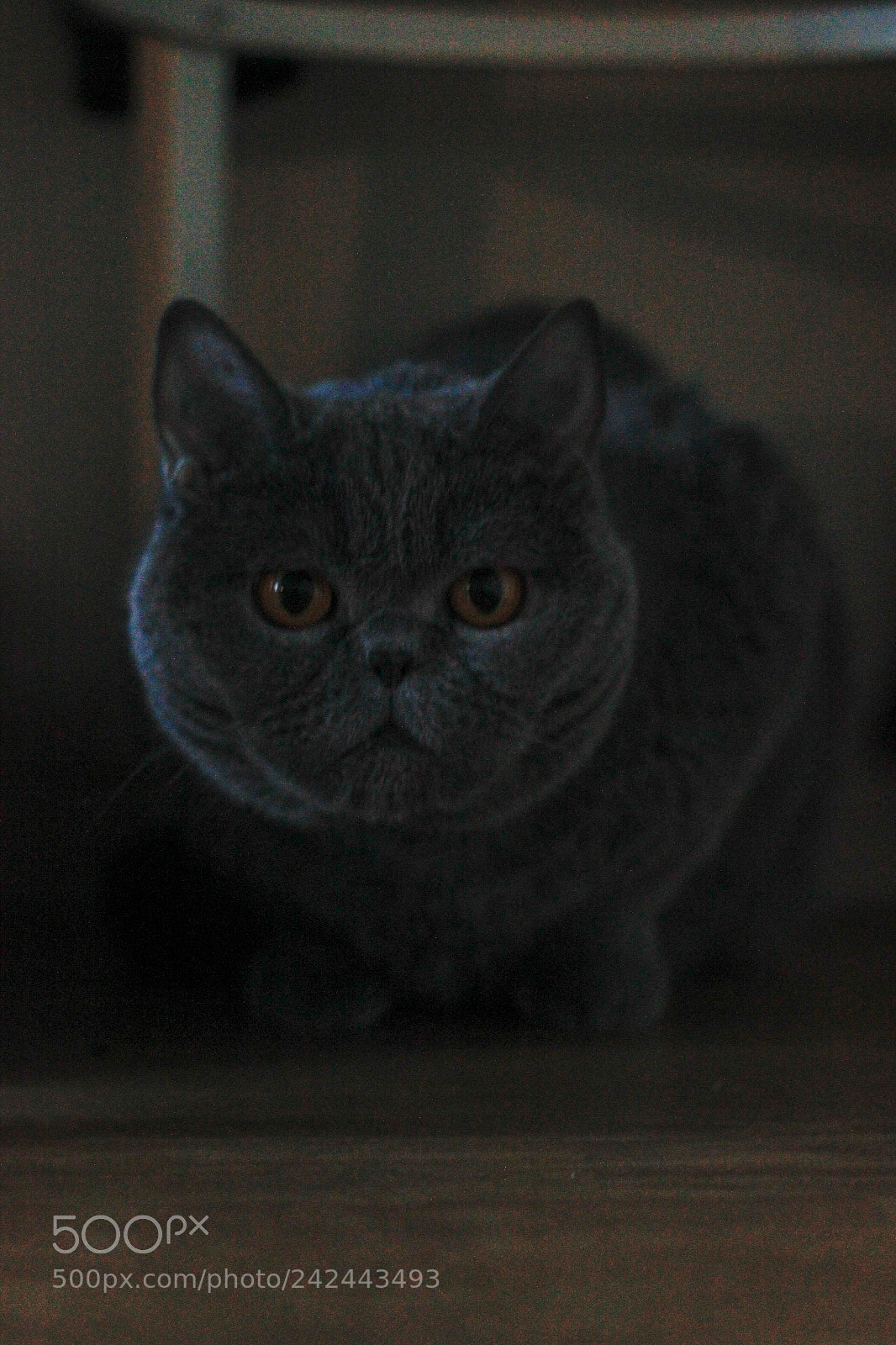 Canon EOS 550D (EOS Rebel T2i / EOS Kiss X4) sample photo. Beatrissa photography