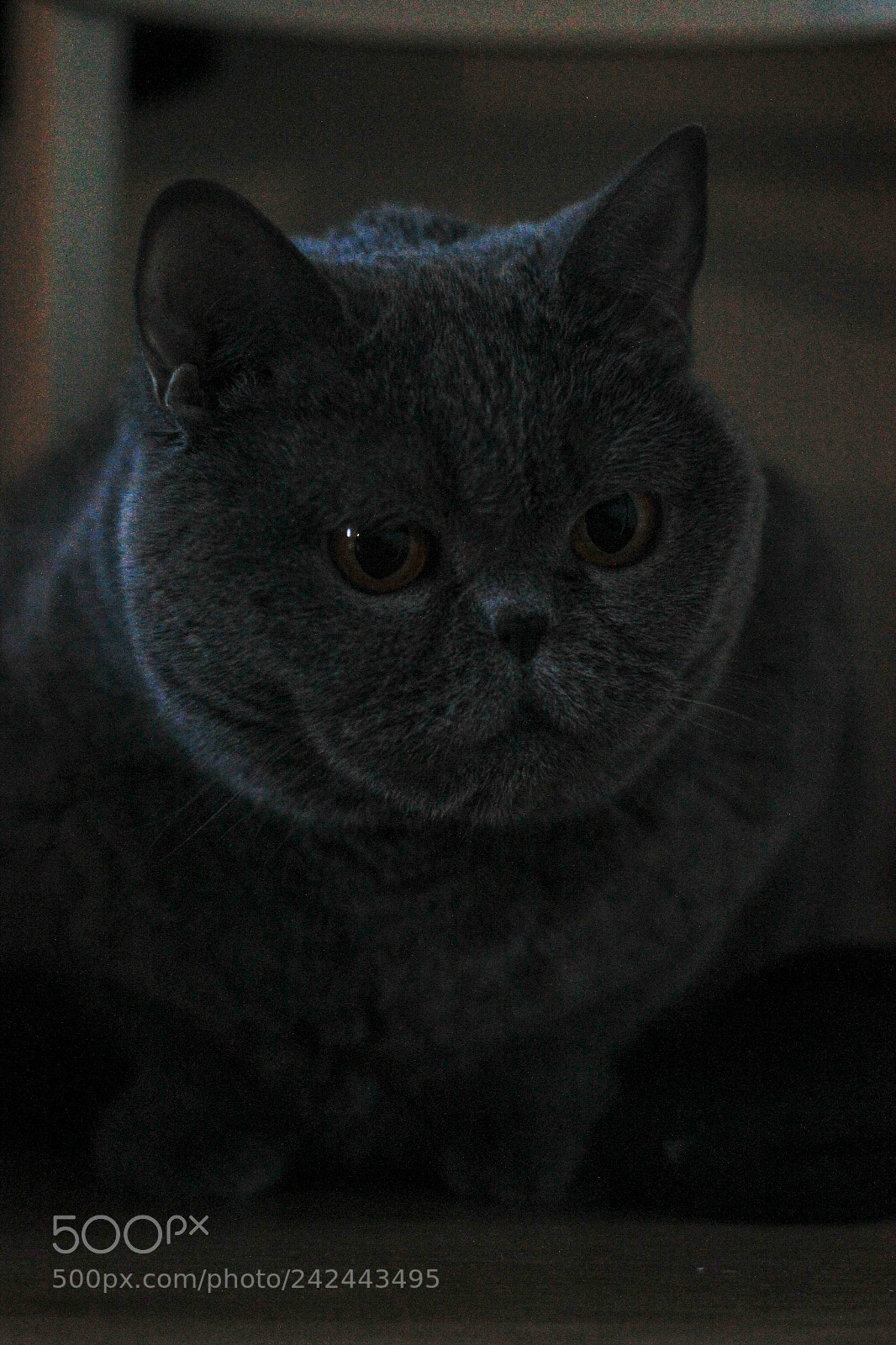 Canon EOS 550D (EOS Rebel T2i / EOS Kiss X4) sample photo. Beatrissa photography