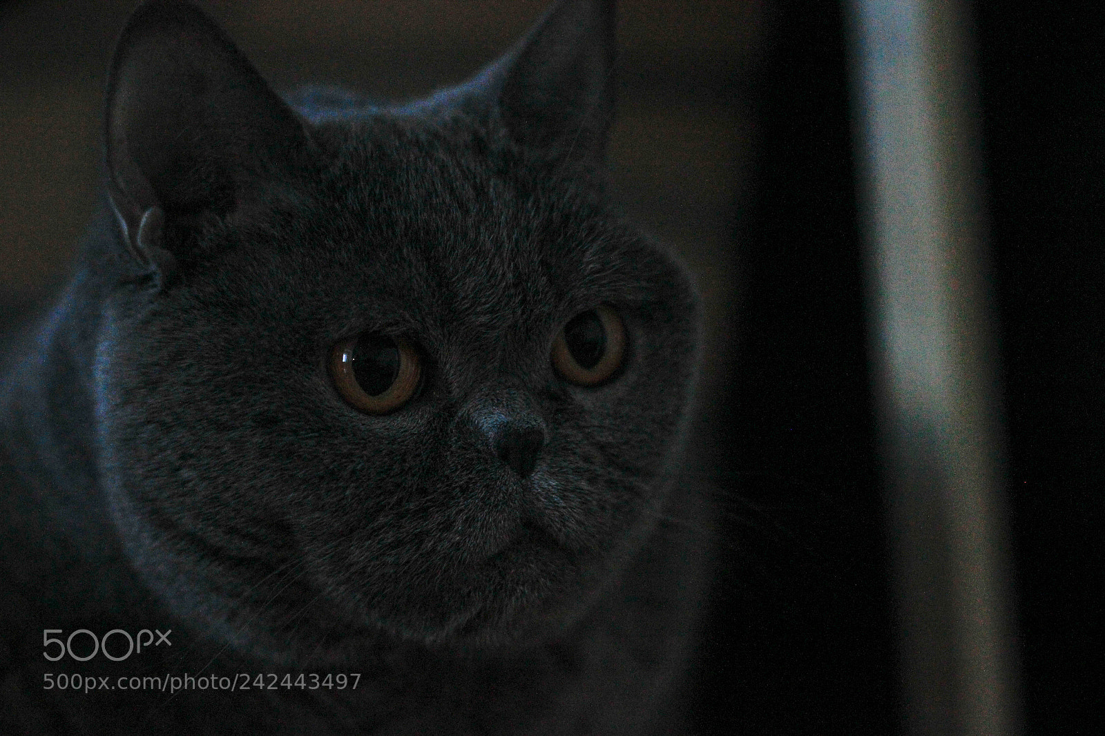 Canon EOS 550D (EOS Rebel T2i / EOS Kiss X4) sample photo. Beatrissa photography