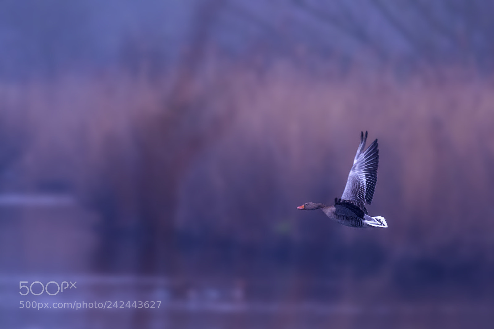 Nikon D7100 sample photo. Greylag goose (anser anser) photography