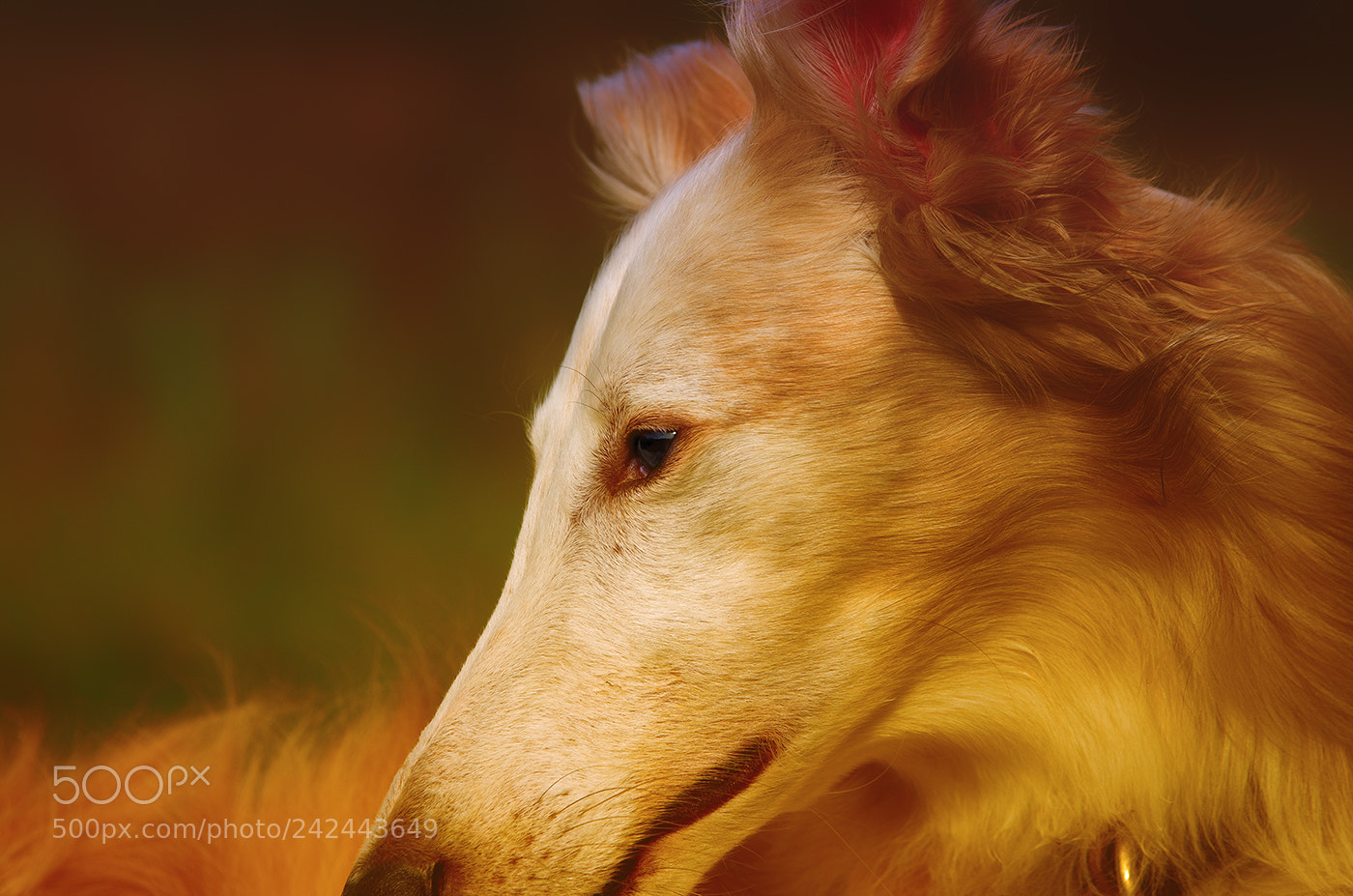 Pentax K-5 II sample photo. Sunnyboy photography
