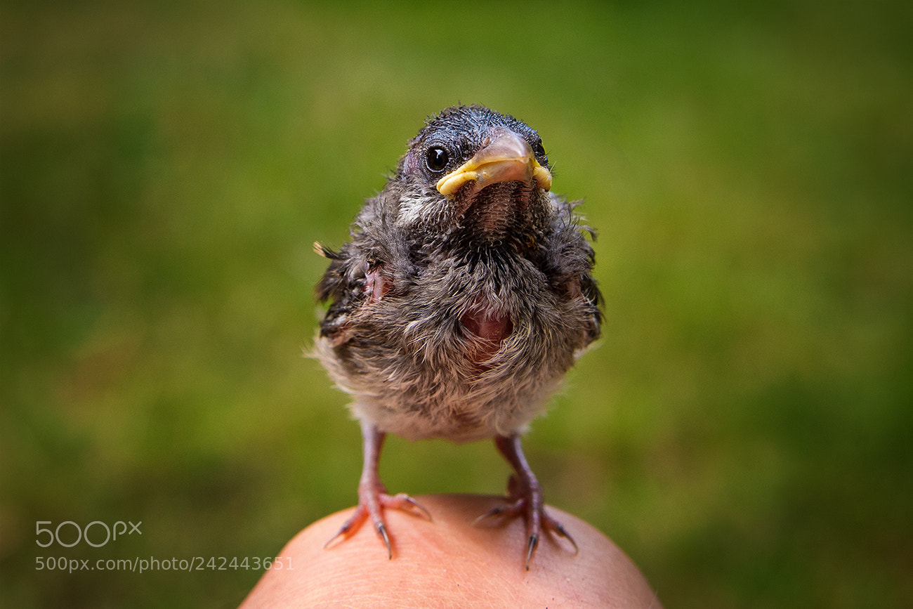 Pentax K-5 II sample photo. War zum spielen draussen photography