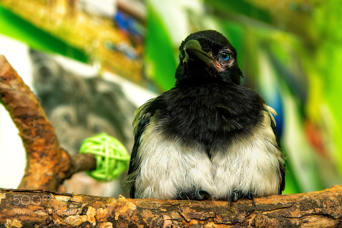 Pentax K-5 II sample photo. Genussgnubbel photography