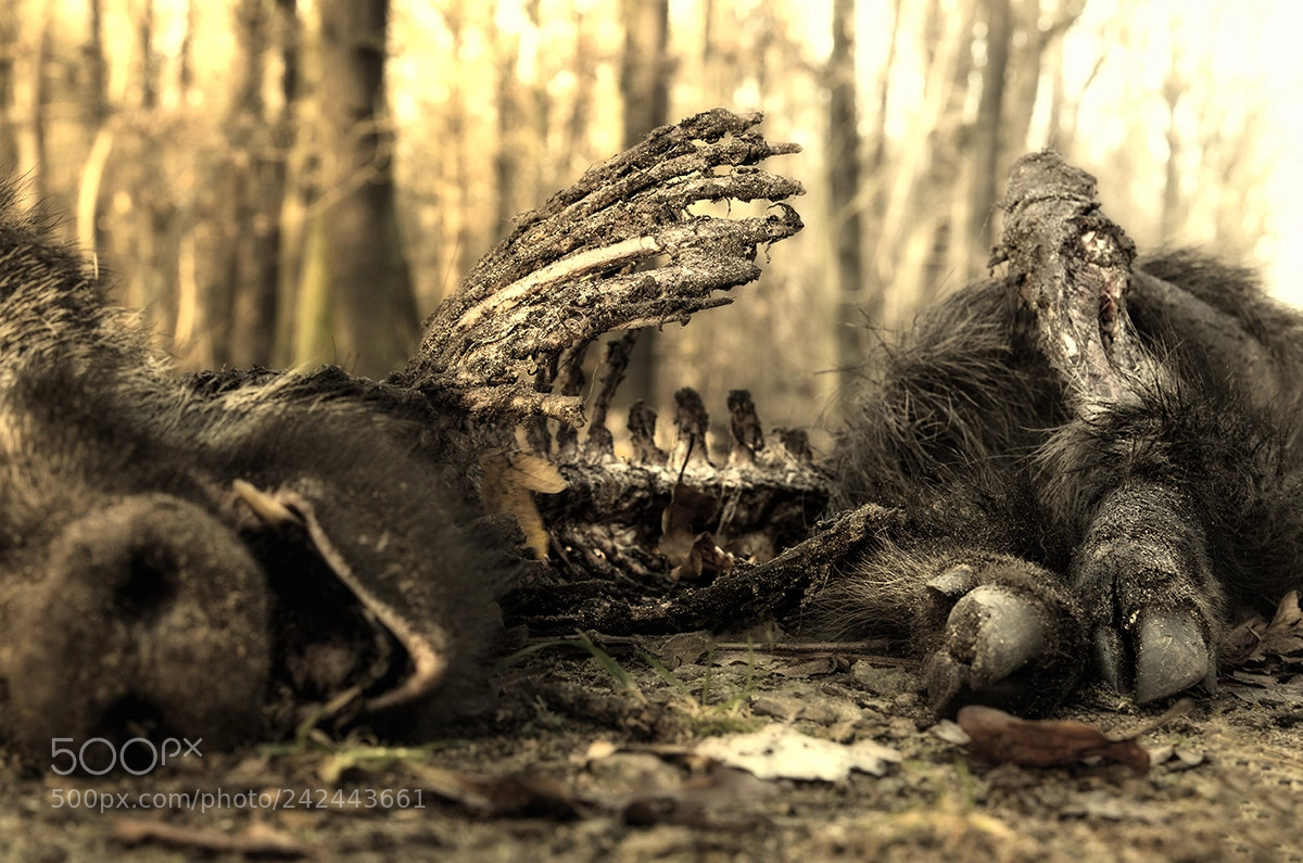 Pentax K-5 II sample photo. Von der freude n photography