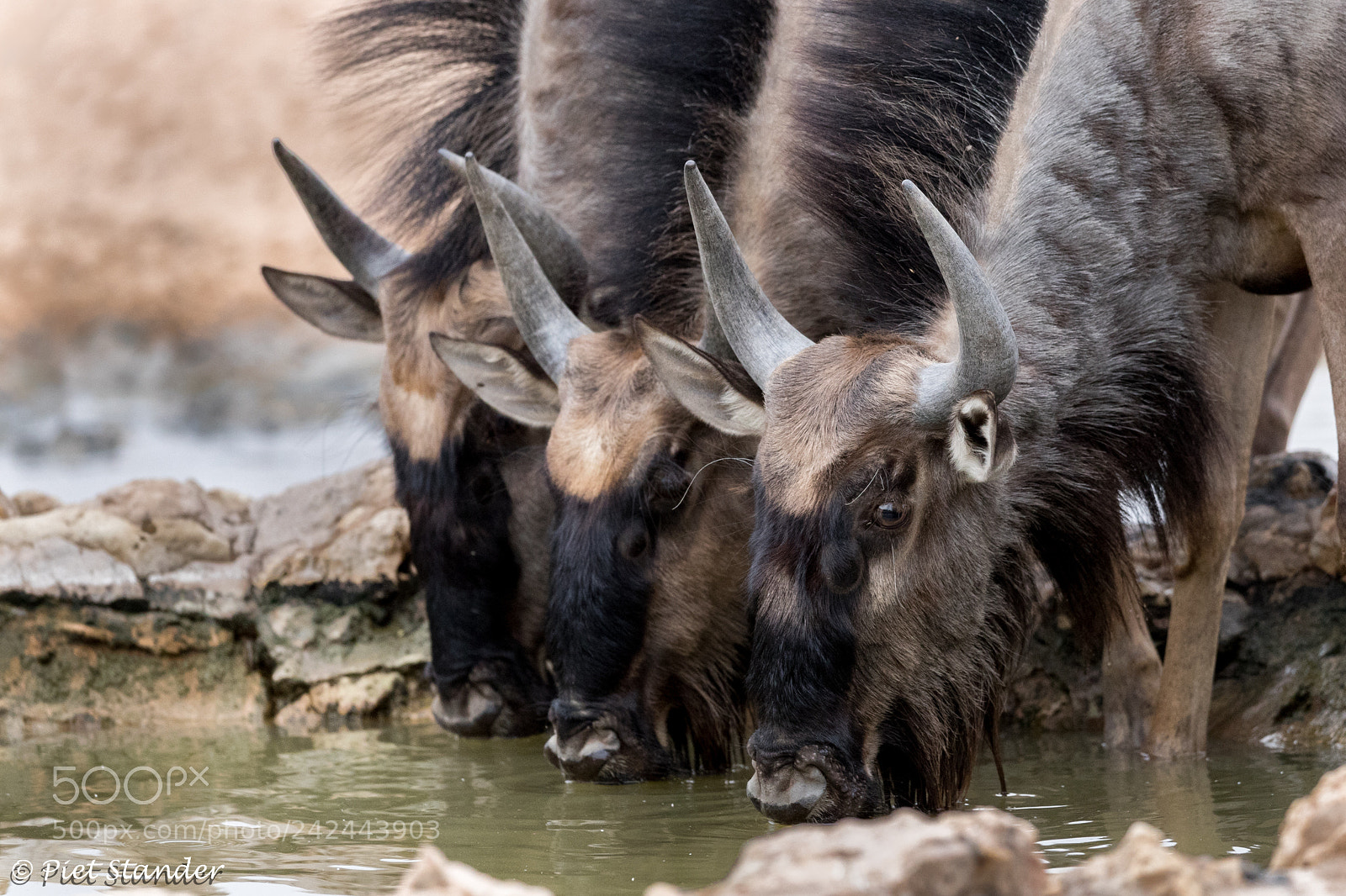Canon EOS-1D X Mark II sample photo. Wildebeest photography