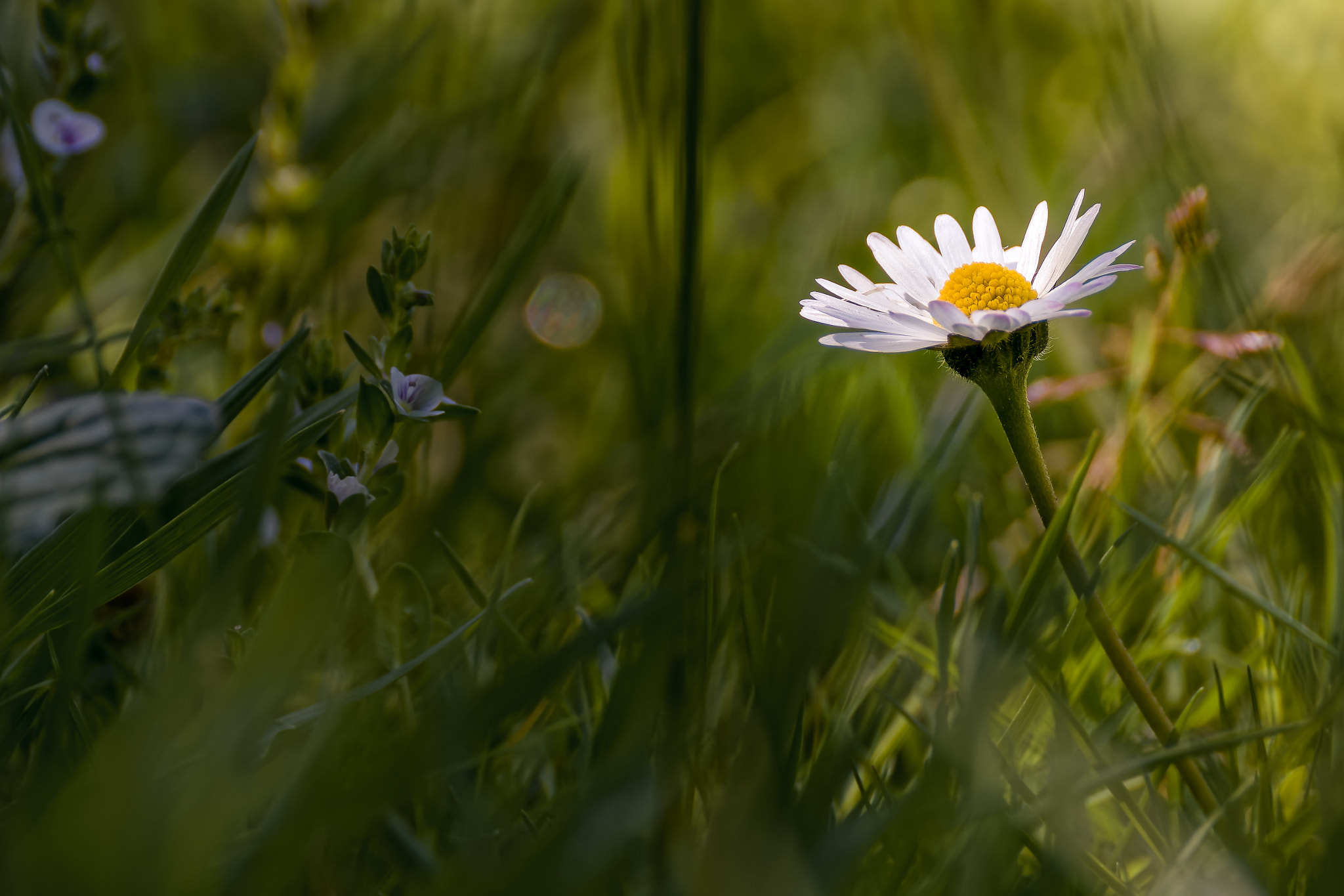 Nikon D7100 sample photo. Daisy photography