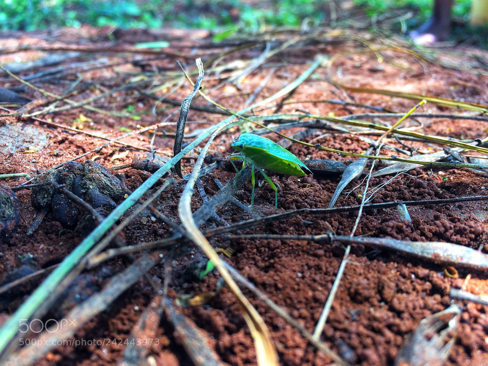 Apple iPhone 5s sample photo. Untitled photography