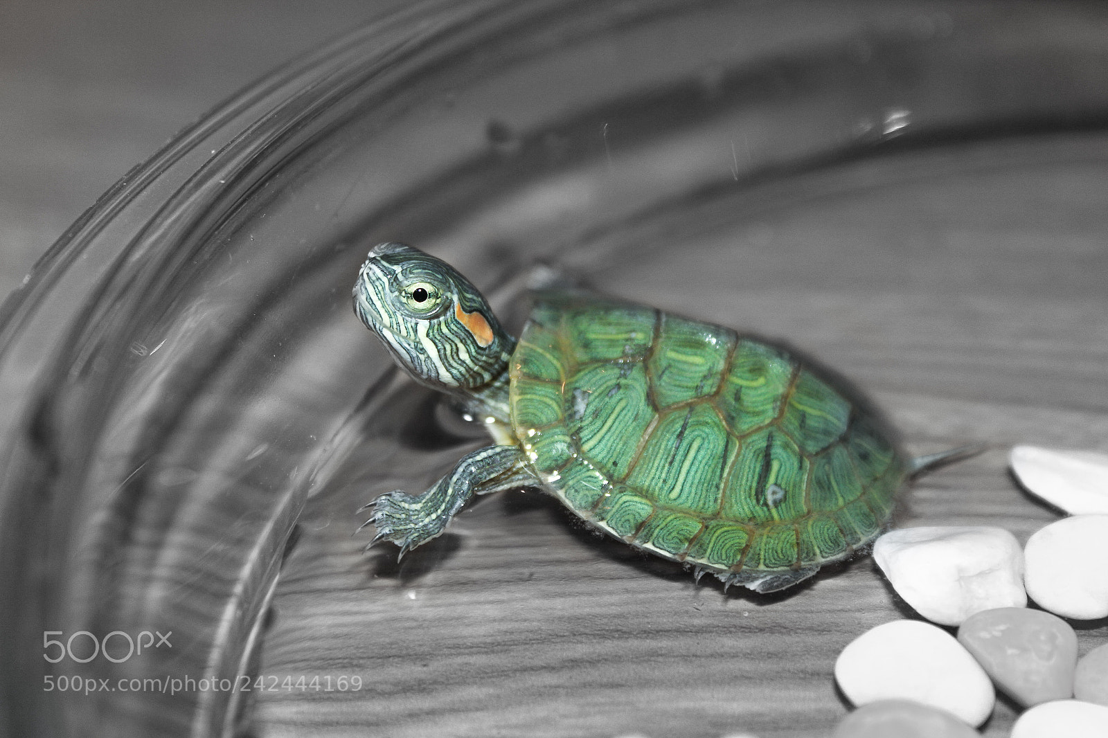Canon EOS 60D sample photo. My tortoise photography
