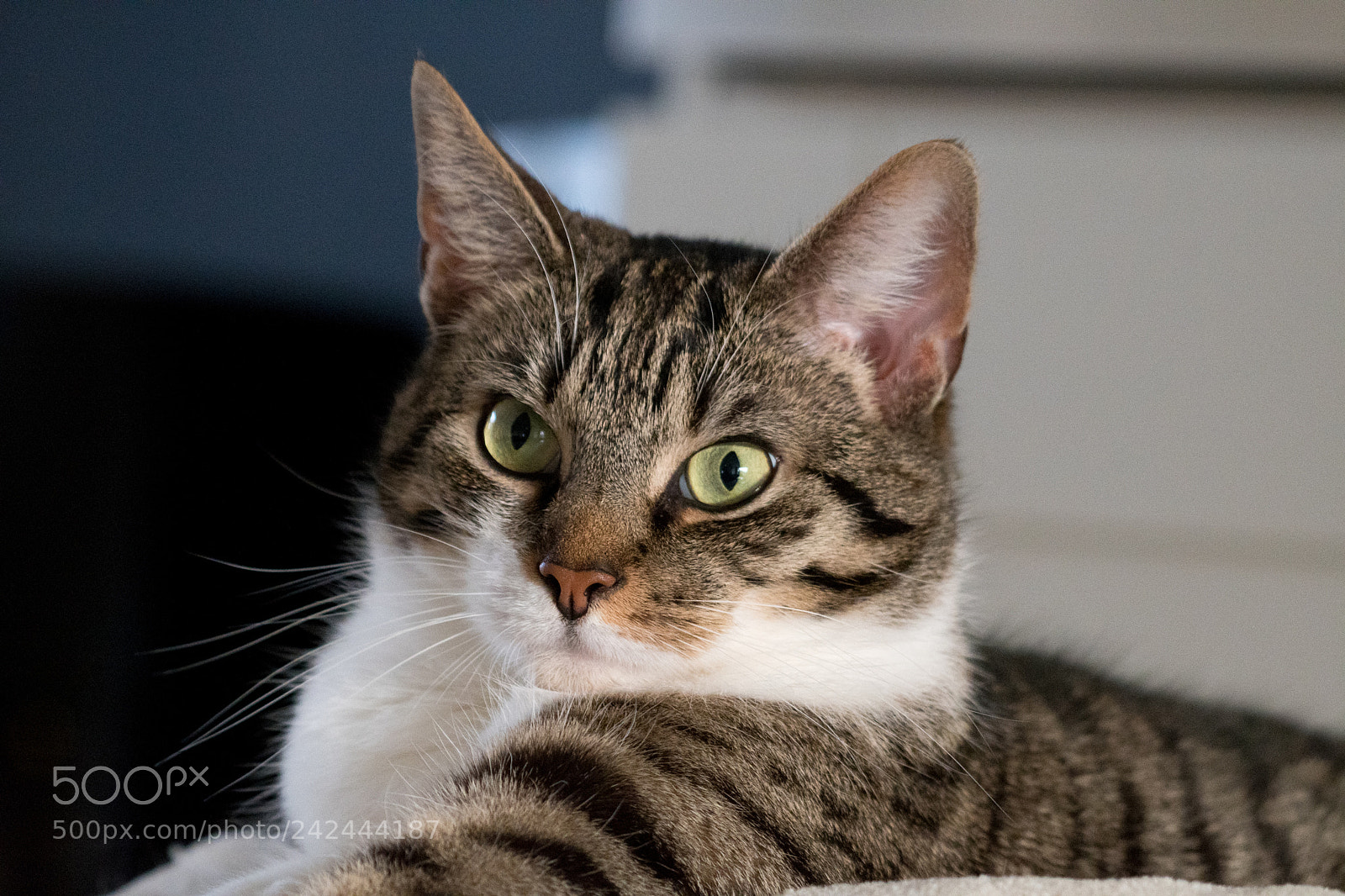 Nikon D500 sample photo. My cat :) photography