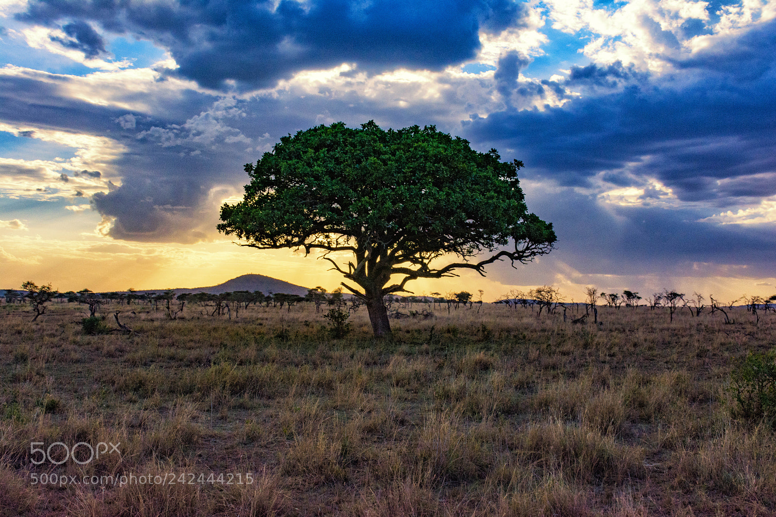 Nikon D7100 sample photo. Light of serengeti photography