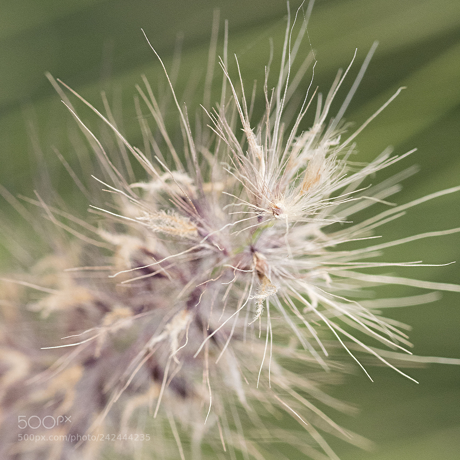 Nikon D500 sample photo. Fluffy photography