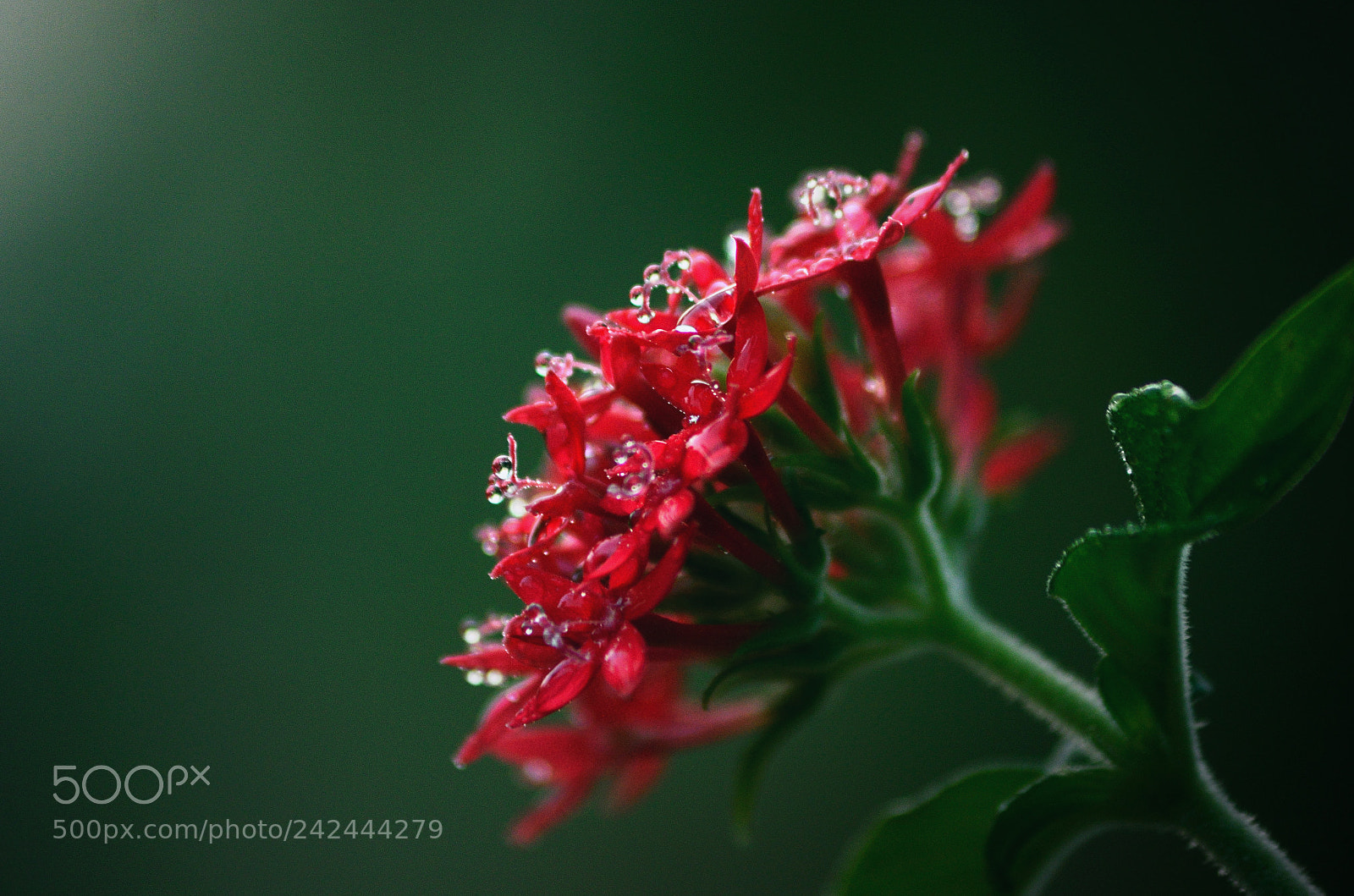 Nikon D5100 sample photo. ~'dew'ed~ photography