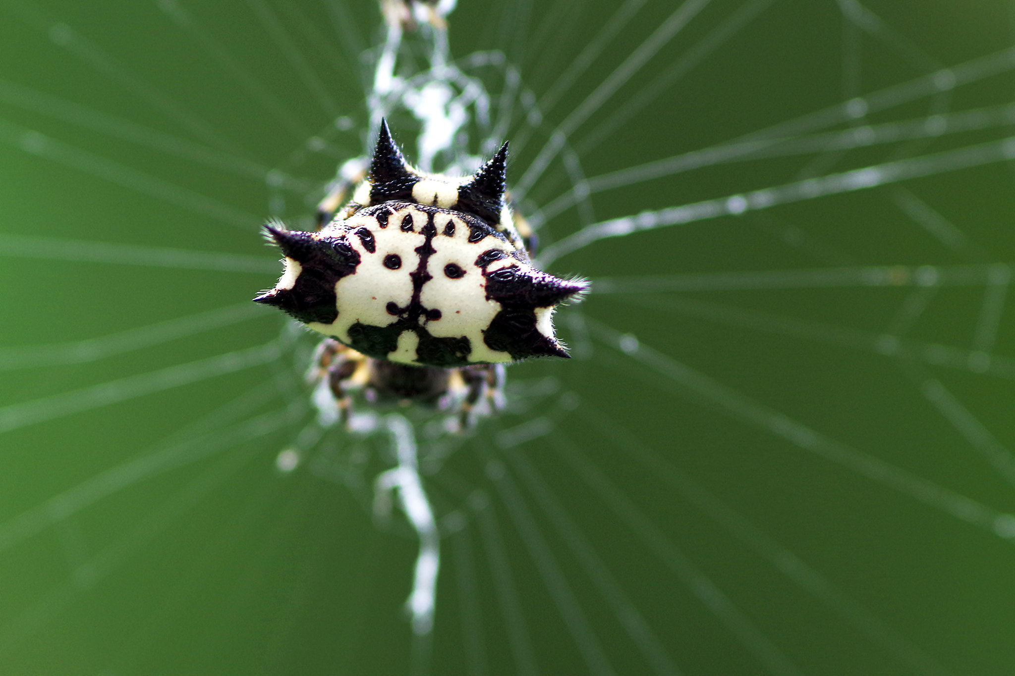 Pentax K-S2 sample photo. White spiny orb weaver. photography