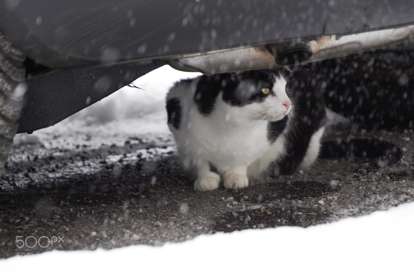 Sony SLT-A68 sample photo. Gatto photography