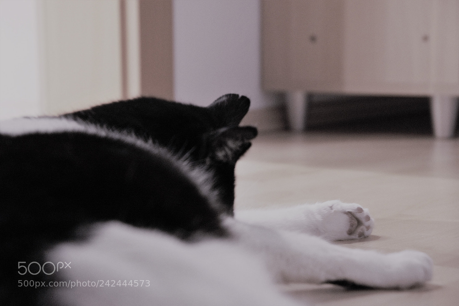 Sony SLT-A68 sample photo. Paw art photography