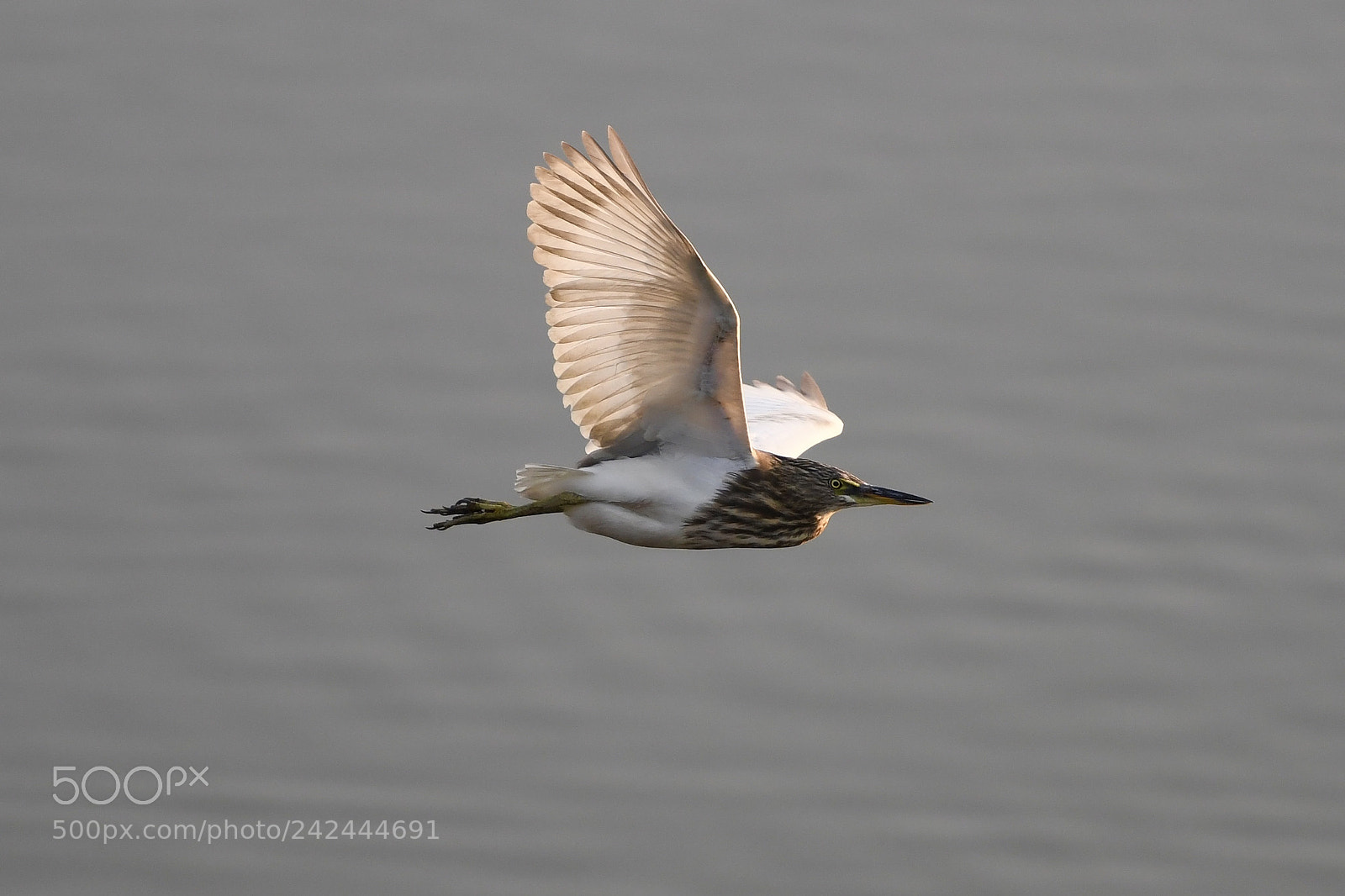 Nikon D850 sample photo. Flying over water photography