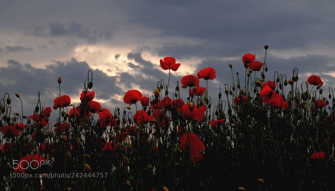 Sony SLT-A58 sample photo. Mohn am strassenrand photography