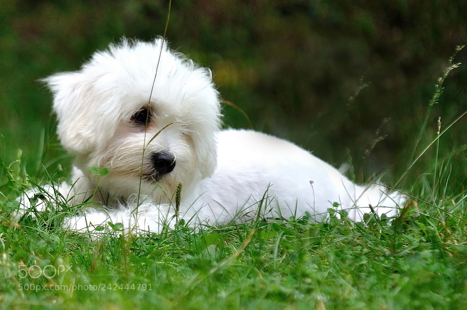 Nikon D5000 sample photo. Puppy photography