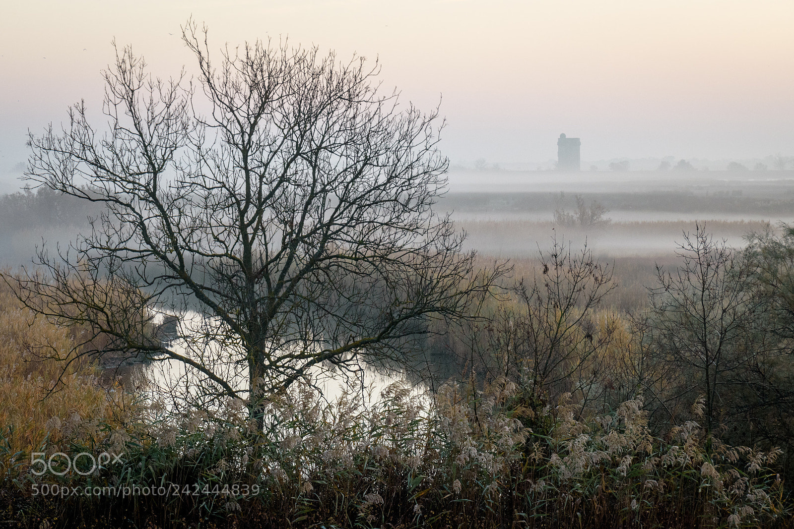 Nikon D5500 sample photo. Camargue mist photography