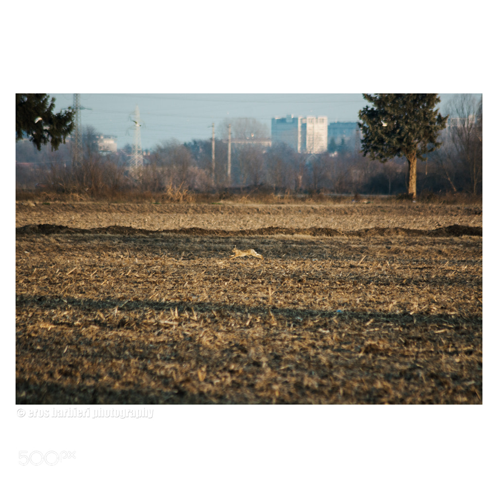 Nikon D7100 sample photo. Suburban photography
