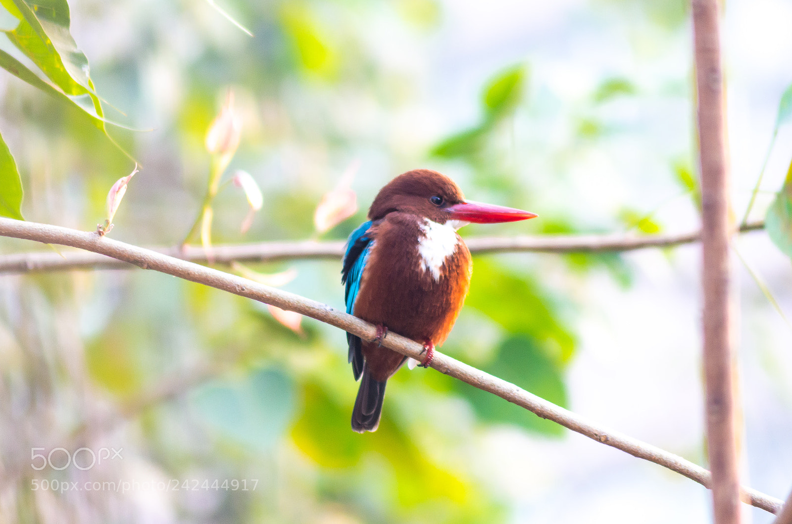 Nikon D5100 sample photo. White throated kingfisher photography