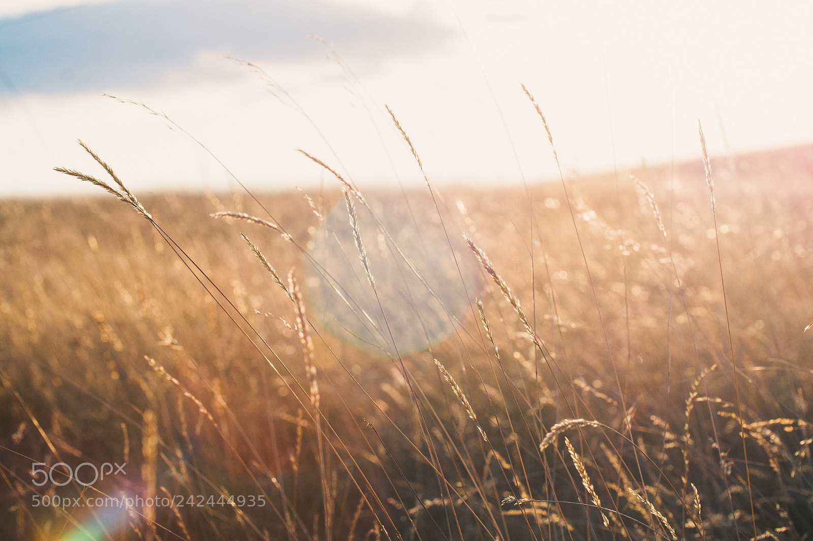 Sony Alpha a5000 (ILCE 5000) sample photo. Wheat field at dusk photography