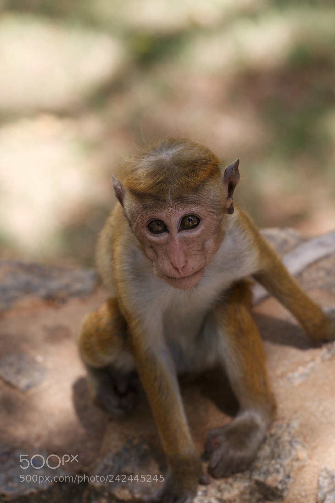 Canon EOS-1D Mark III sample photo. Sri lankan monkey photography