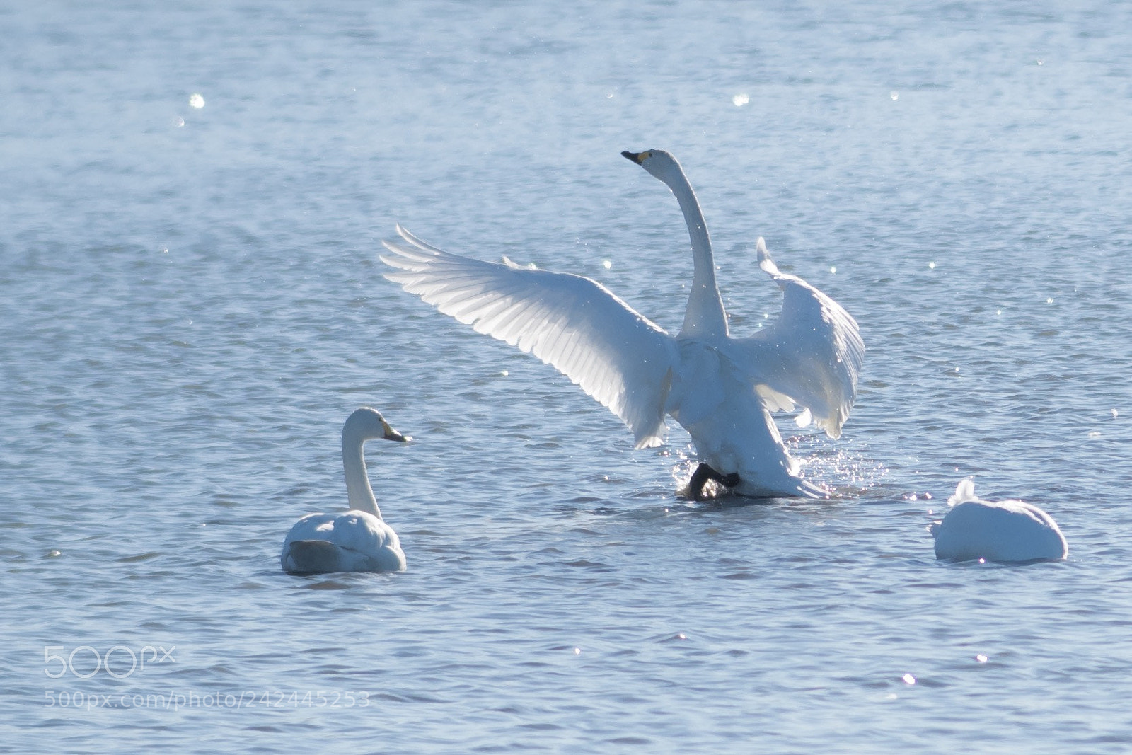 Pentax K-1 sample photo. White, beautifully. photography