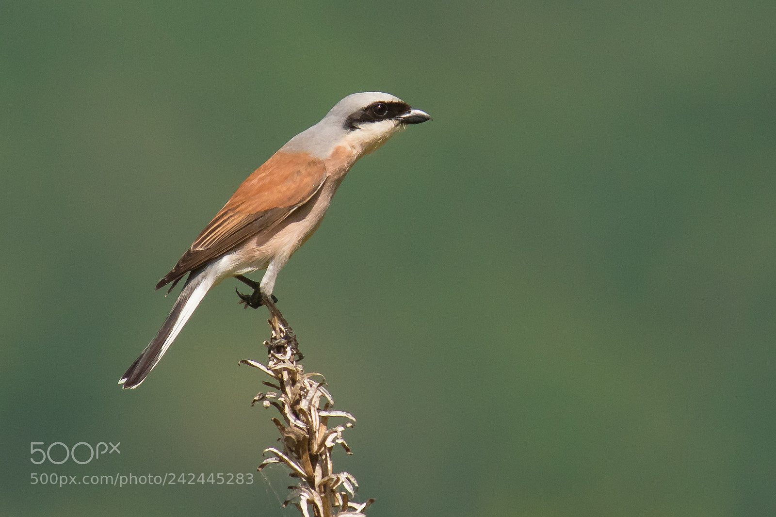 Canon EOS 7D Mark II sample photo. Red-backed shrike (lanius collurio) photography