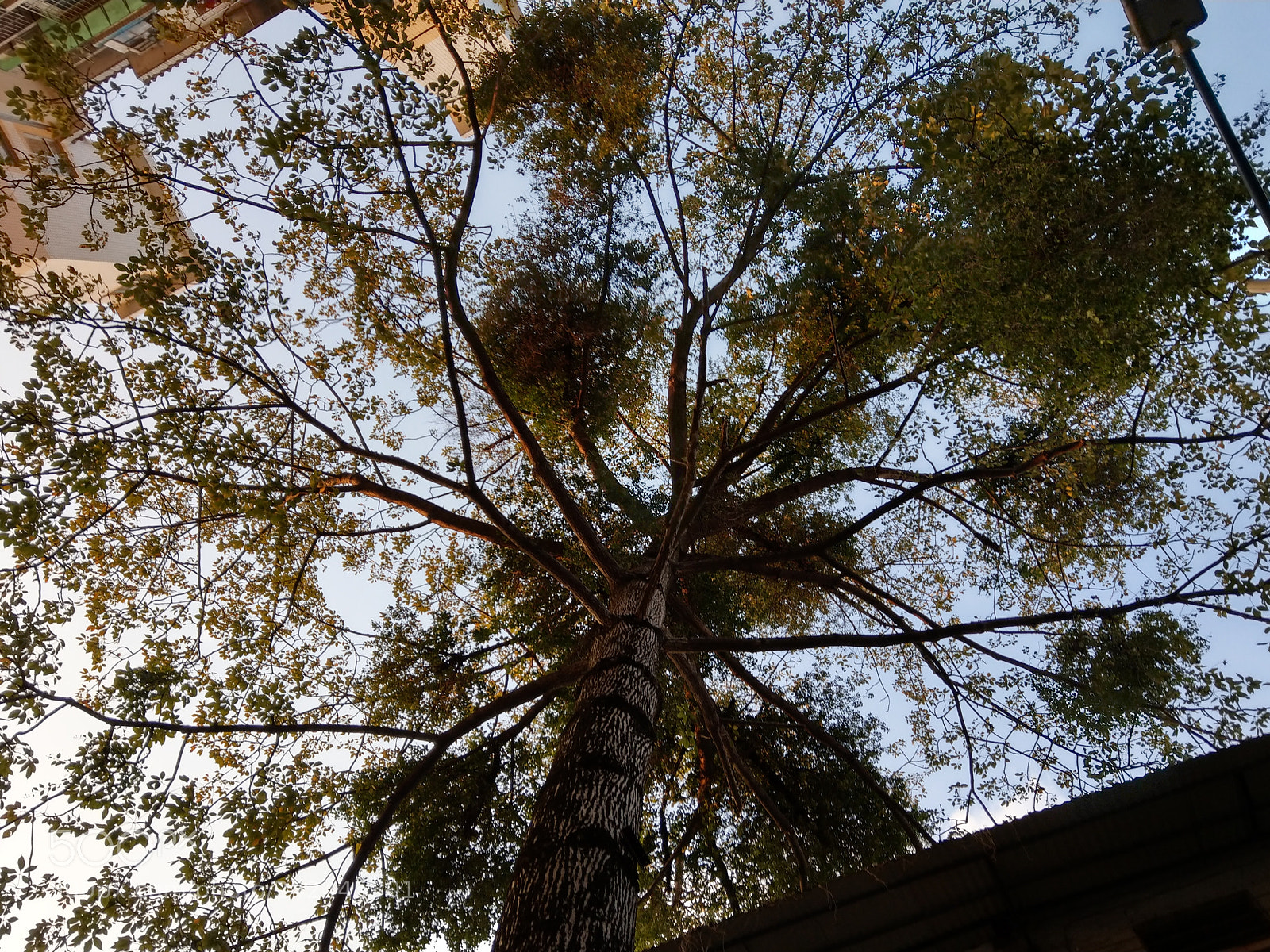 HTC U11 sample photo. Old tree photography
