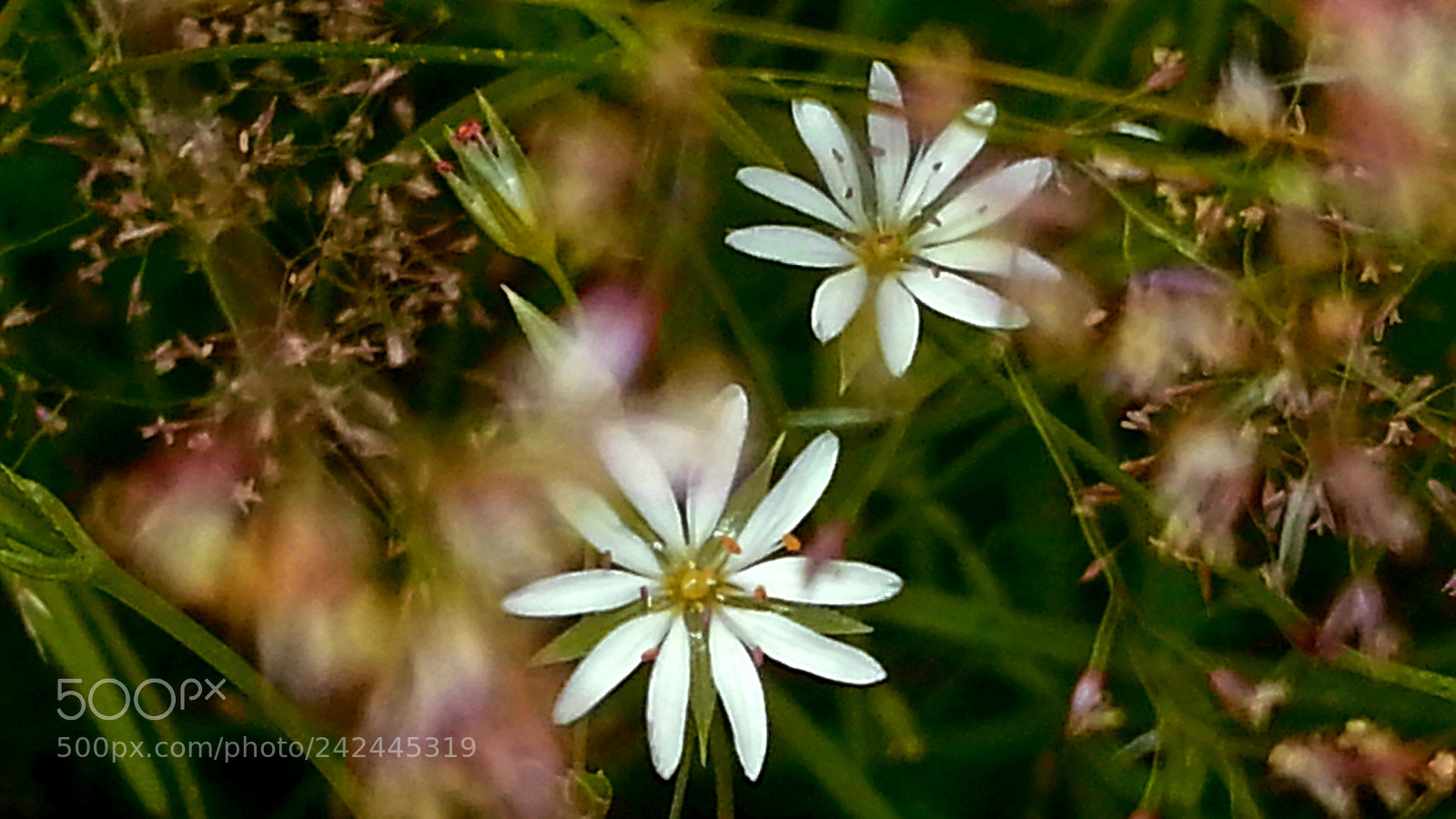 Samsung Galaxy S3 sample photo. Wildflowers photography