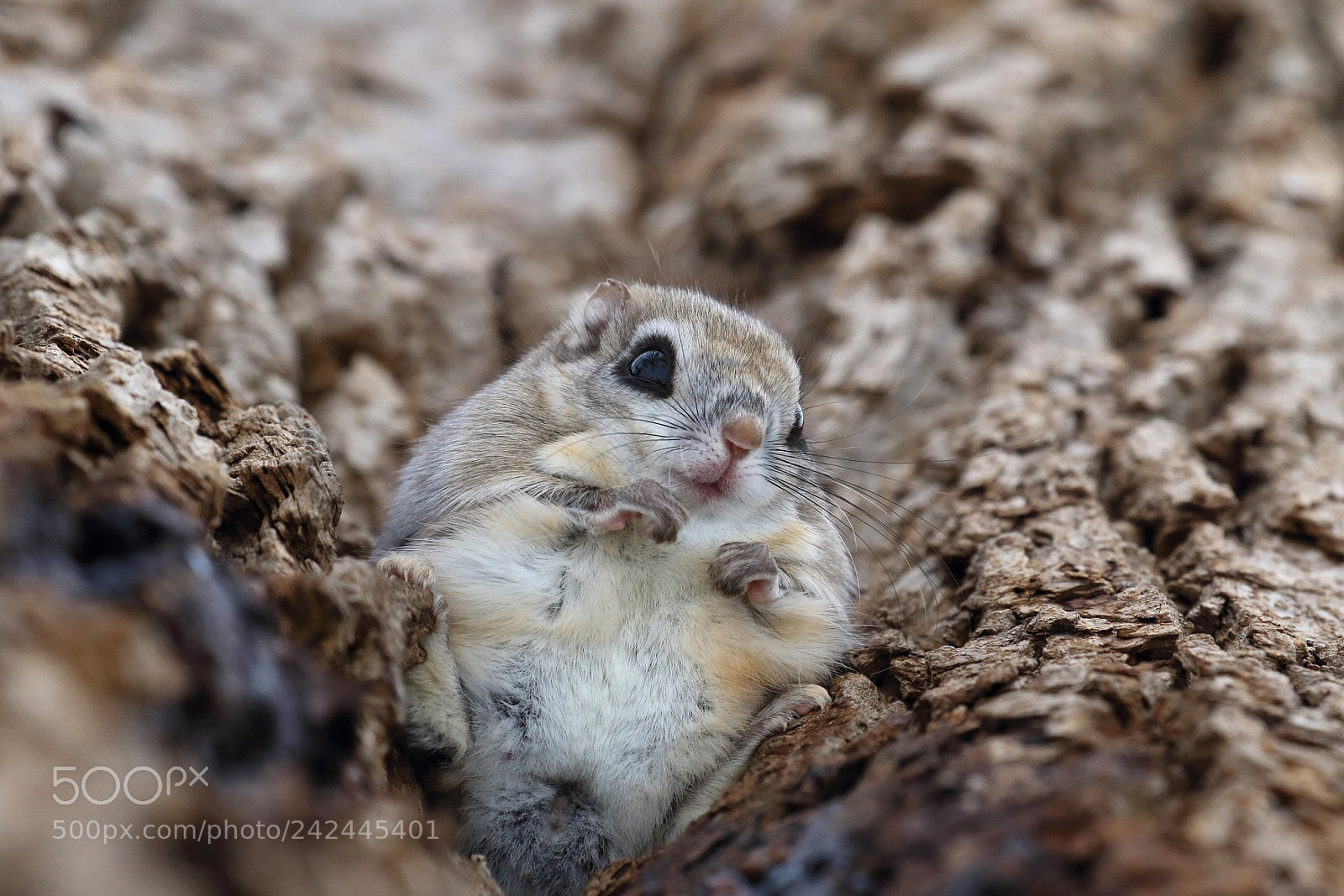 Canon EOS 7D Mark II sample photo. Spirit of the forest photography