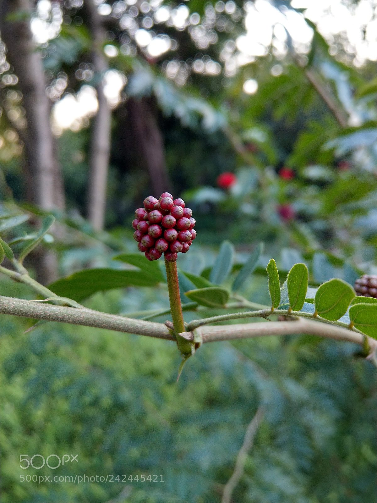 HTC U11 sample photo. Green plant photography