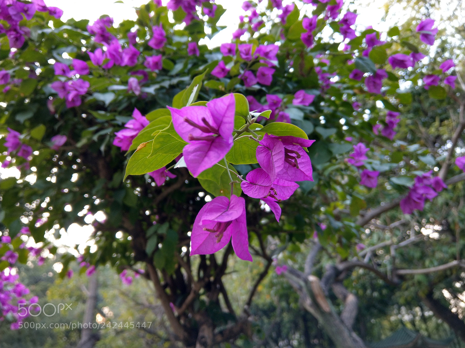 HTC U11 sample photo. Flower photography