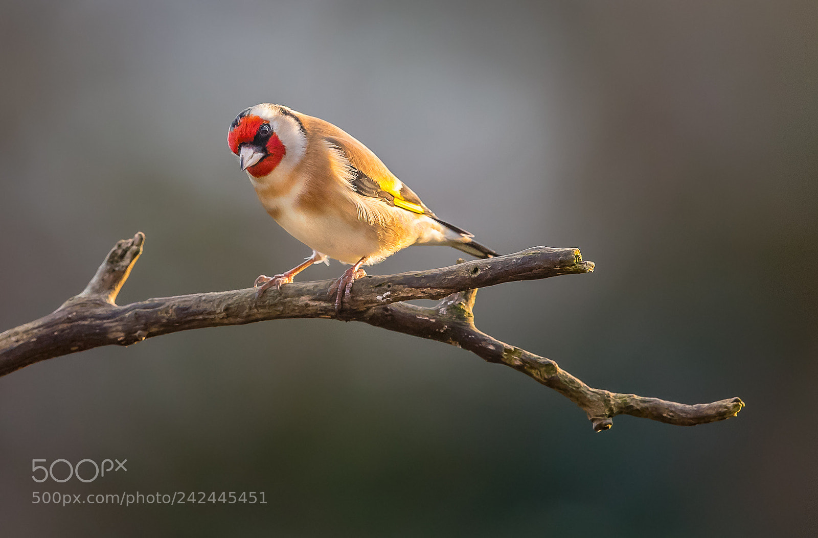 Canon EOS-1D X Mark II sample photo. Goldfinch photography