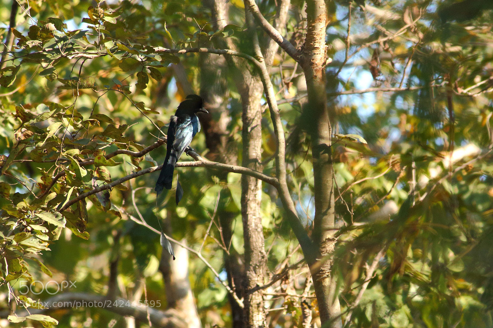 Canon EF-S 55-250mm F4-5.6 IS II sample photo. A hiding trickster photography