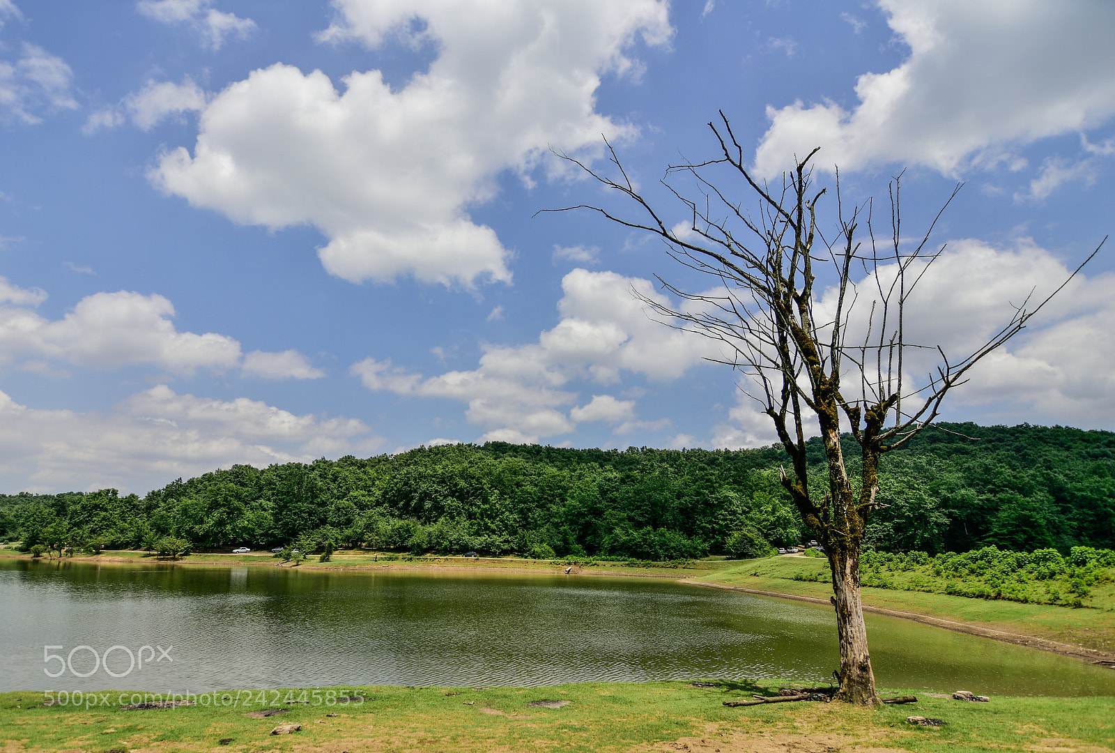 Nikon D7200 sample photo. Alas! photography