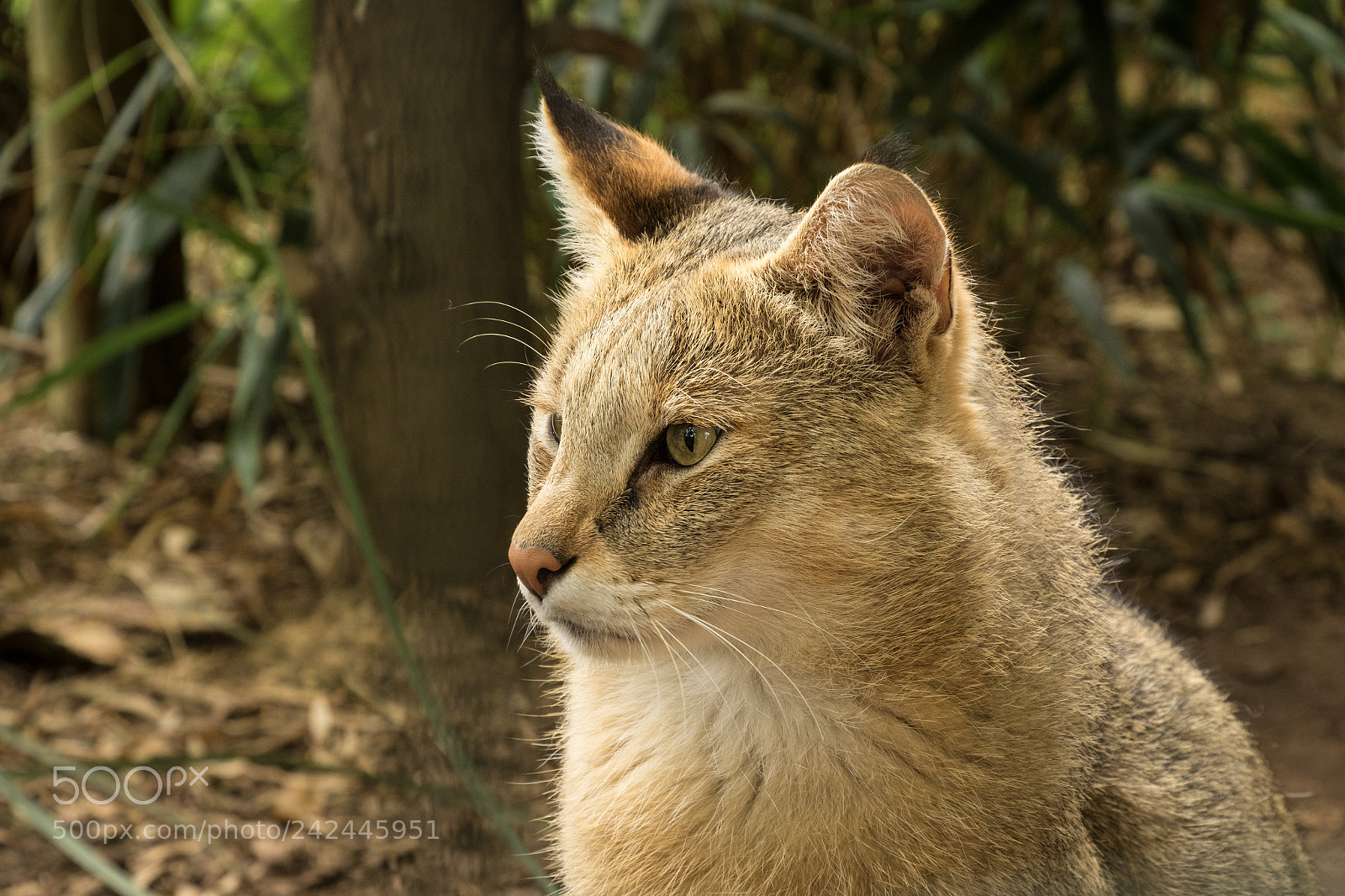 Canon EOS 7D Mark II sample photo. Jungle cat photography