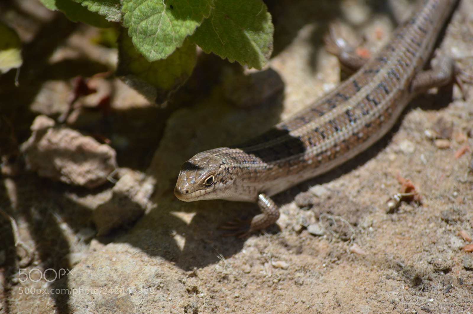 Nikon D3200 sample photo. () photography