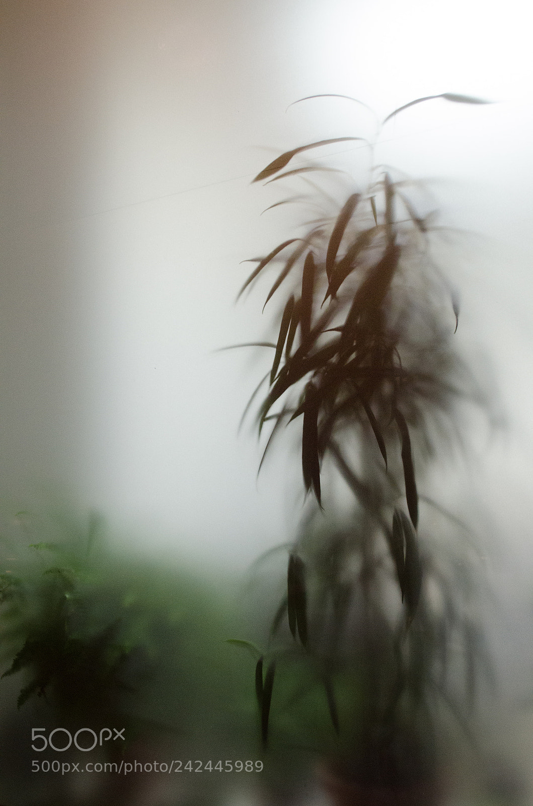 Nikon D5100 sample photo. Just a plant photography