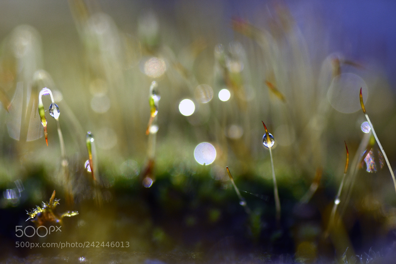Nikon D7200 sample photo. Drops photography