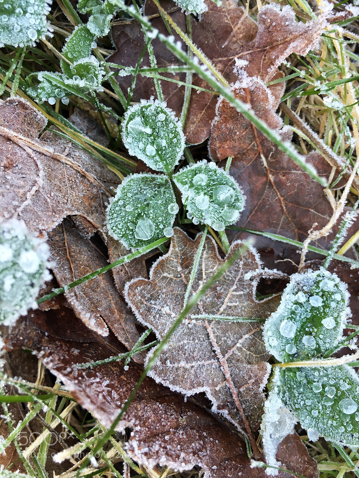 Apple iPhone 6s sample photo. Winther wonderland ❄️?☘️ photography