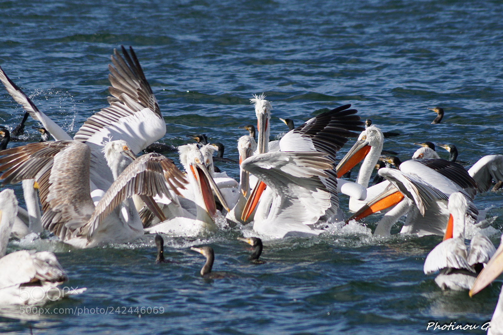 Sony ILCA-77M2 sample photo. Pelicans (pelecanus crispus) photography